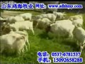致富经养羊视频全集 (316播放)