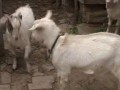养羊技术视频（波尔山羊） (950播放)