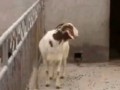 养羊视频 科学养羊 波尔山羊养殖 (706播放)