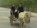 养羊视频 畜牧业 (425播放)
