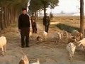 养羊技术，农村波尔山羊养殖技术 (1064播放)