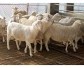 出售种羊